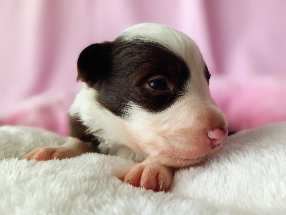 Border Collie piesek Maniek czekoladowy