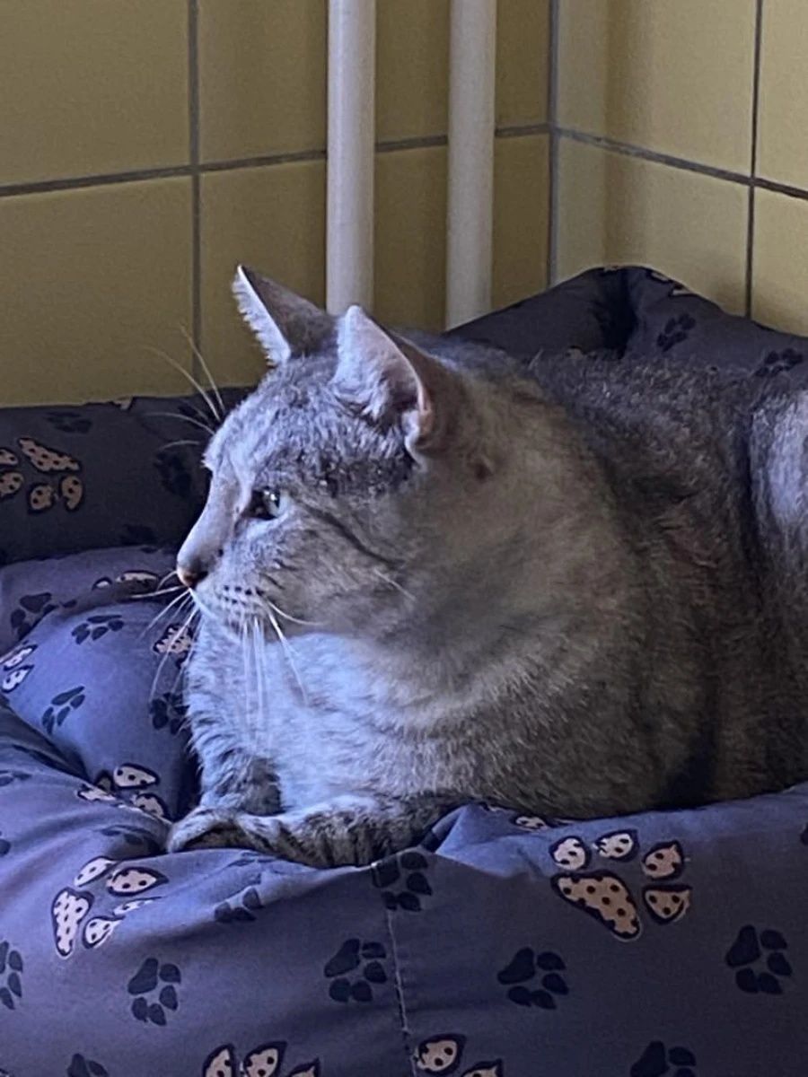 Kocurek Whiskas do świadomej adopcji!
