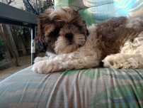 Suczka shih tzu tricolor