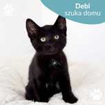 Czarna kotka Debi do adopcji, kociak szuka domu!
