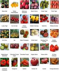 Rozsada pomidorów, wyjątkowe odmiany