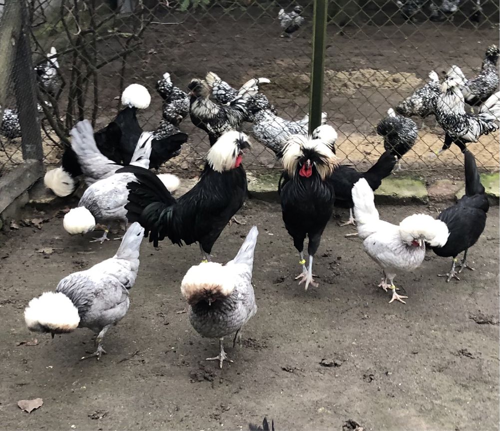 Białoczuby holenderskie JAJA LĘGOWE