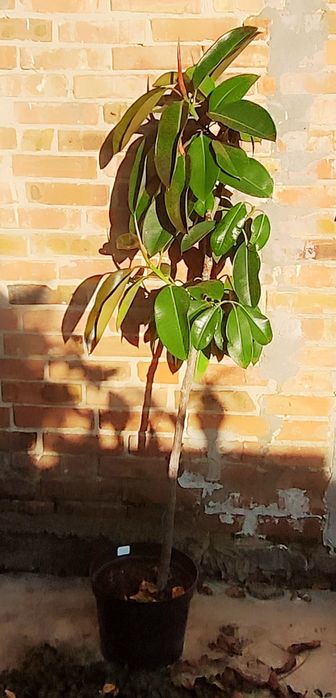 Фікус дерево 1,65 м вазон Еластика декора зелень фикус