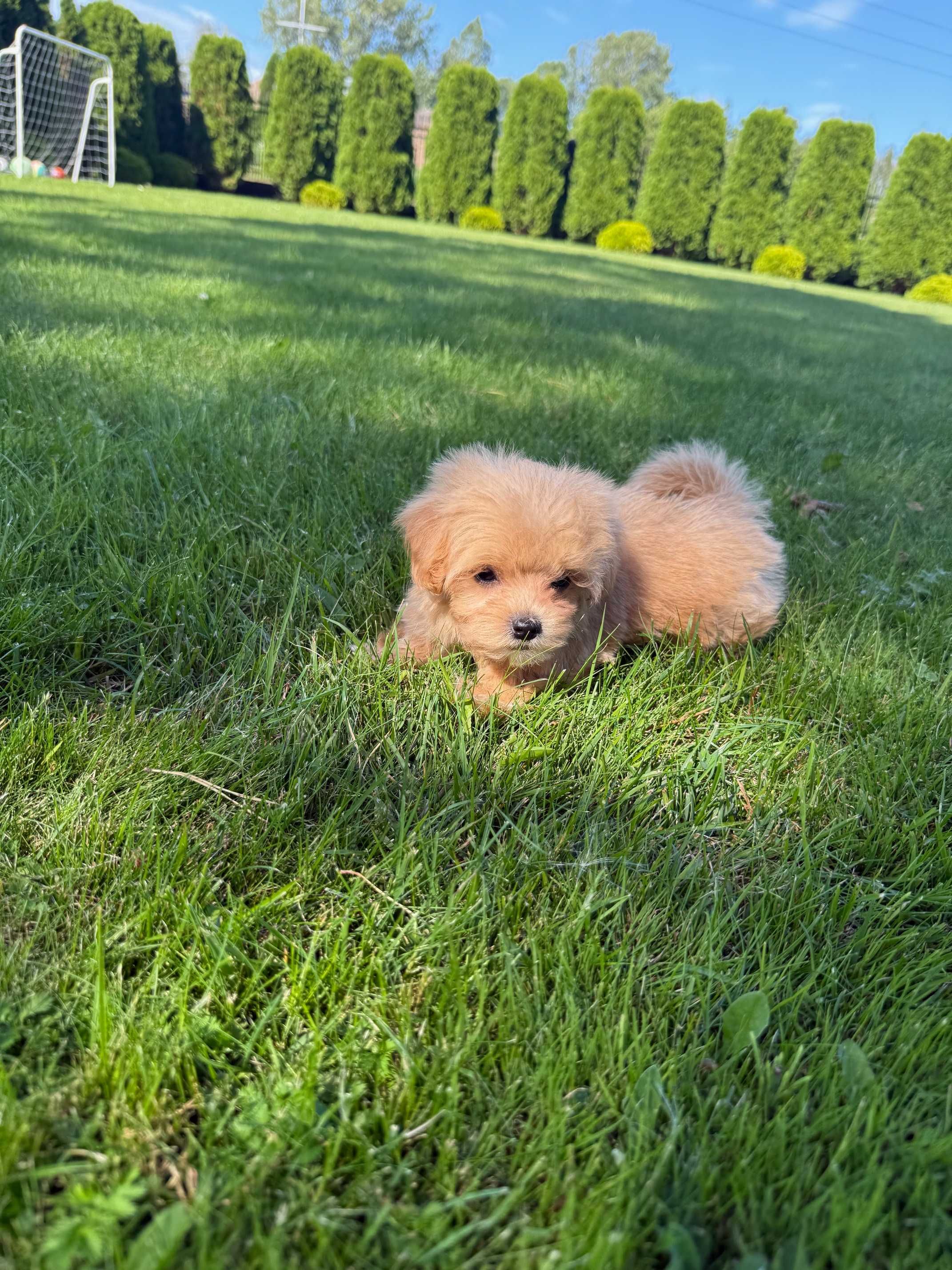 Maltipoo F1 śliczny piesek - już do odbioru