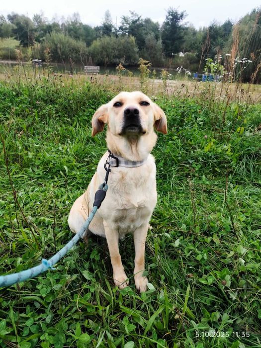 Hortensja- mini labrador do adopcji