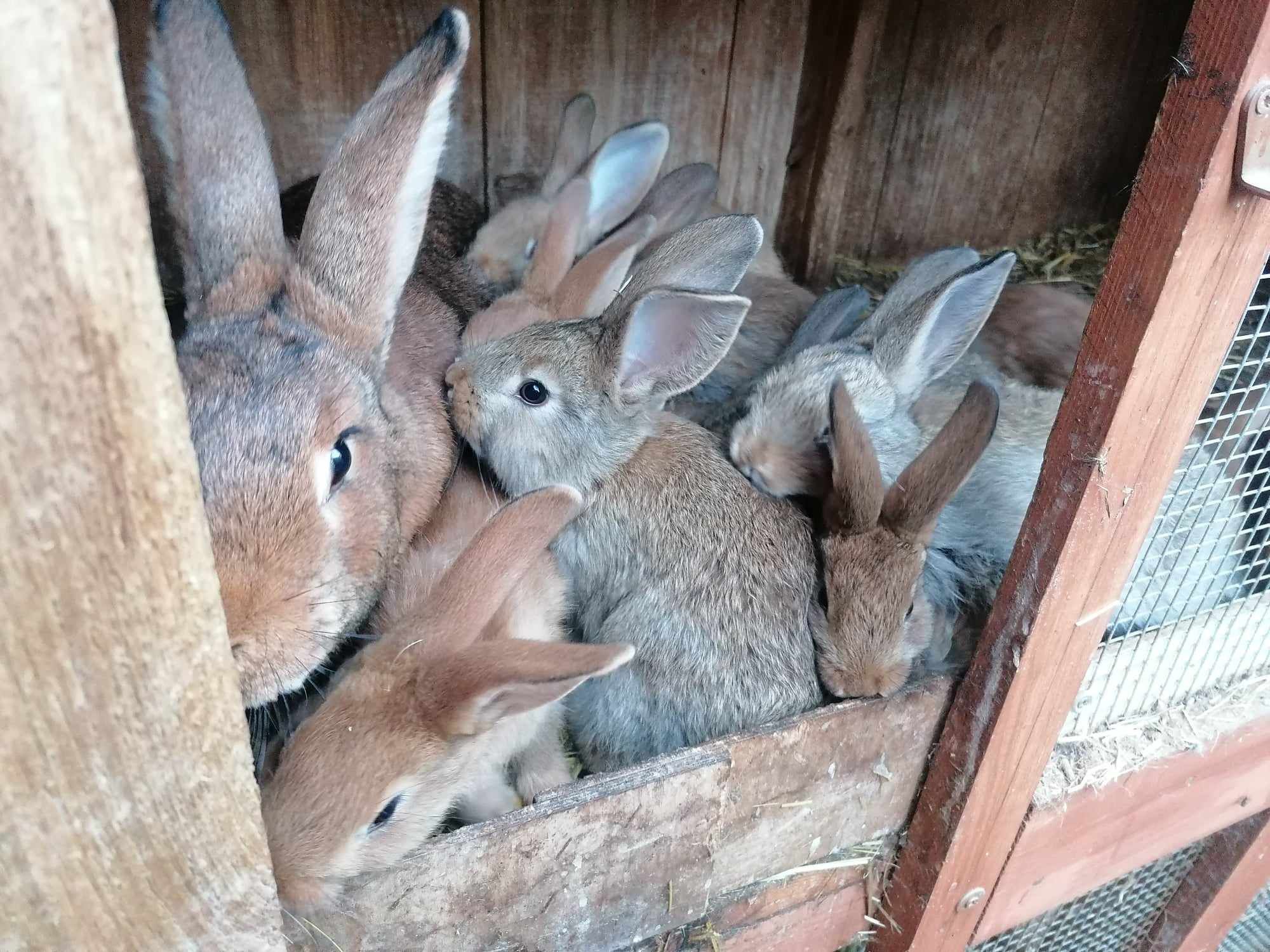 Młode króliki sprzedam