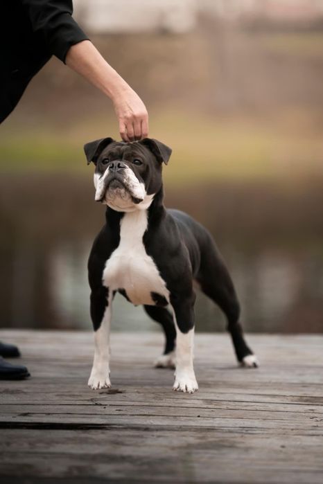 Bulldog kontynentalny continental bulldog sunia przepiękna