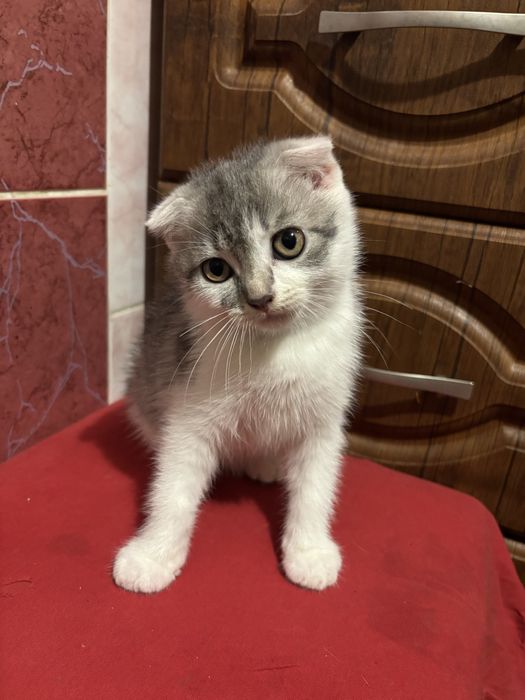 Висловухий котик