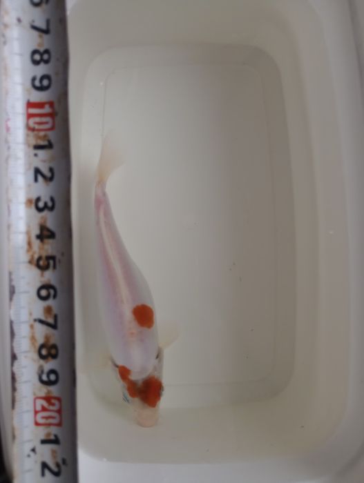 Карп Кои Кикусуи, Шисуи