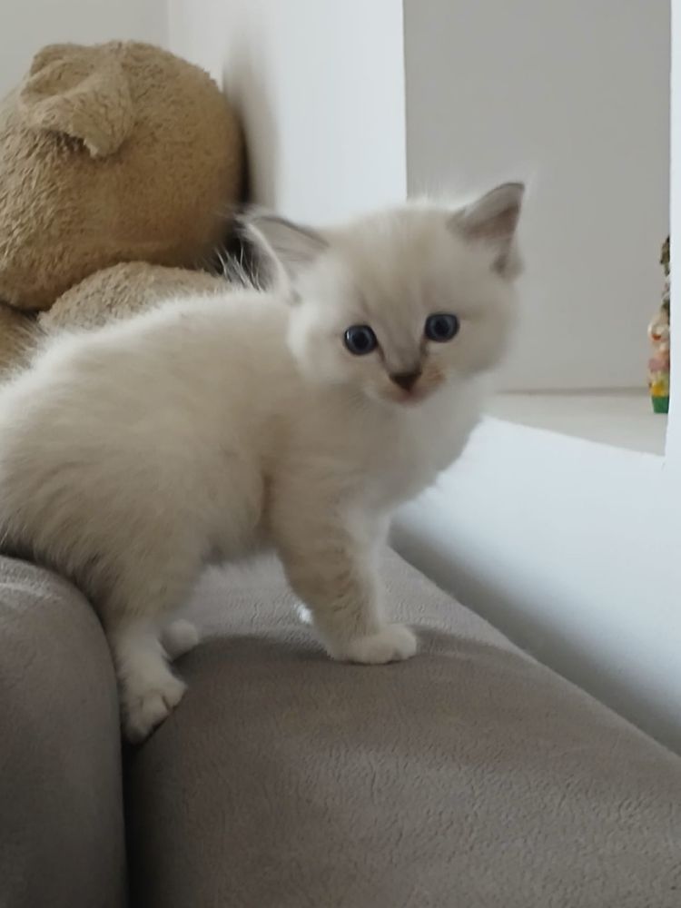 Ragdoll śliczna kotka