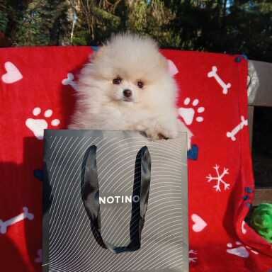 Piękna suczka, zadbana, typ misia; info instagram