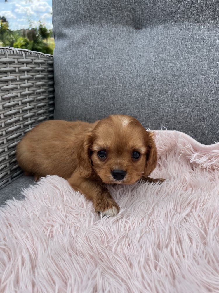 Cavalier King Charles Spaniel piesek