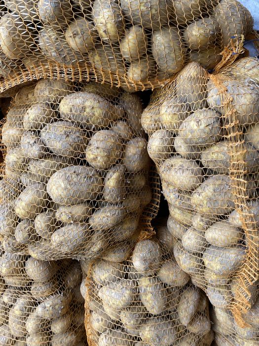 Ziemniaki jadalne soraya