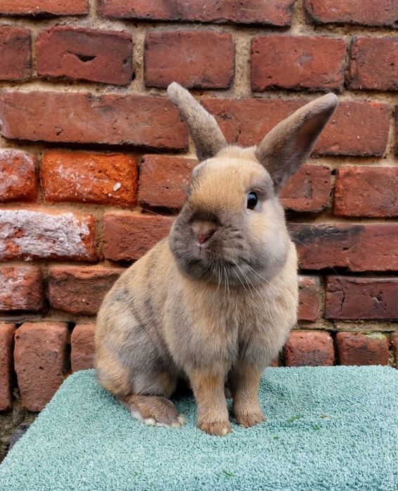 Królik kolorowy samiec samczyk miniaturka