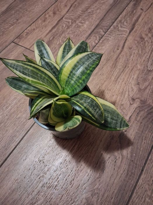 Sansevieria gwinejska ''Golden Hanii''