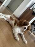 Cavalier King Charles