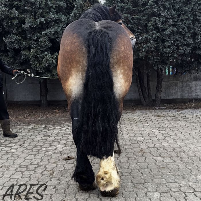 Ogier sztumski zimnokrwisty