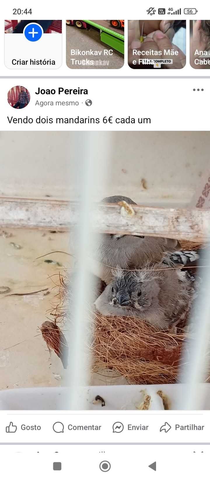 Vendo mandarins, primeira ninhada