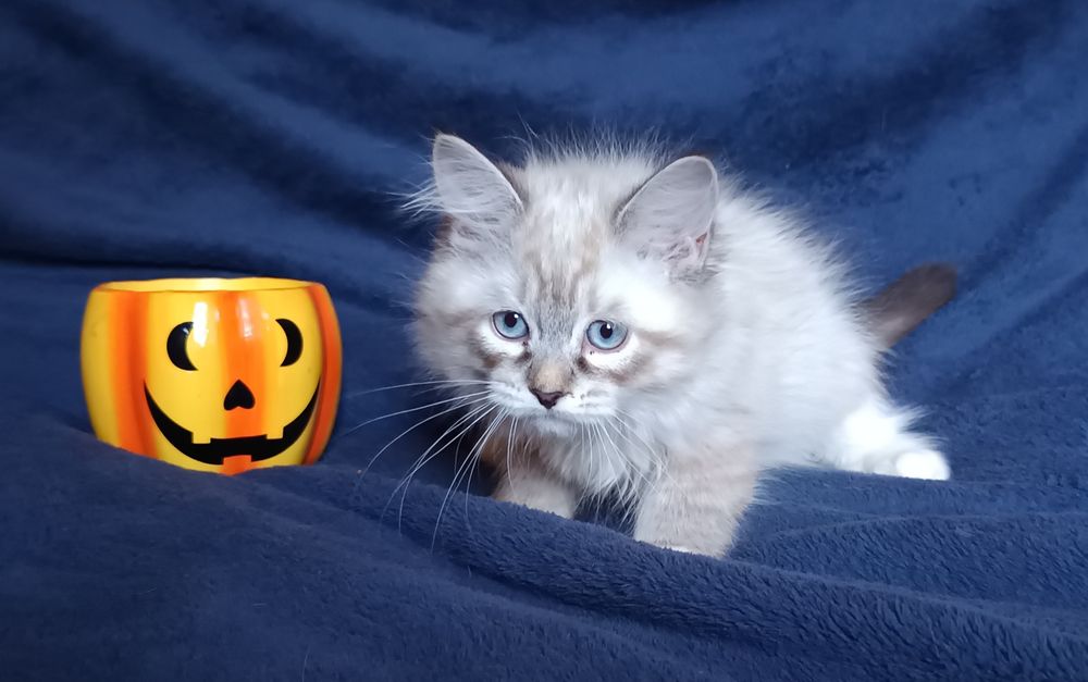 Koty Syberyjskie Neva Masquerade - LORD  ZKolakowegoDomu*PL