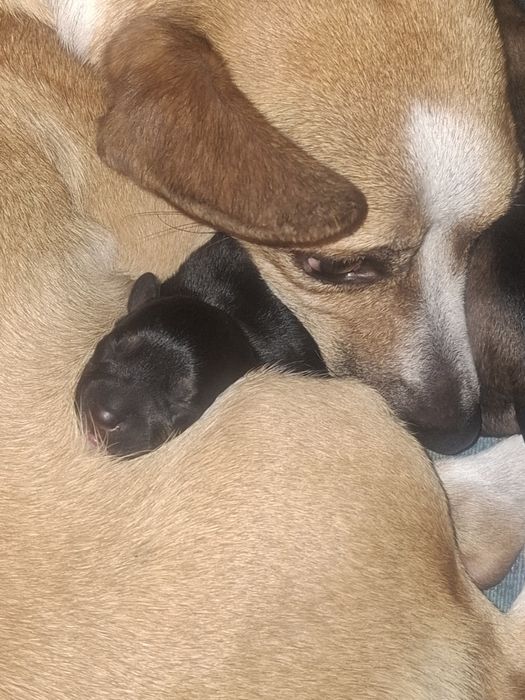 Pieski do adopcji! Oddam pieski szczeniaki za ok. 6-8 tyg.