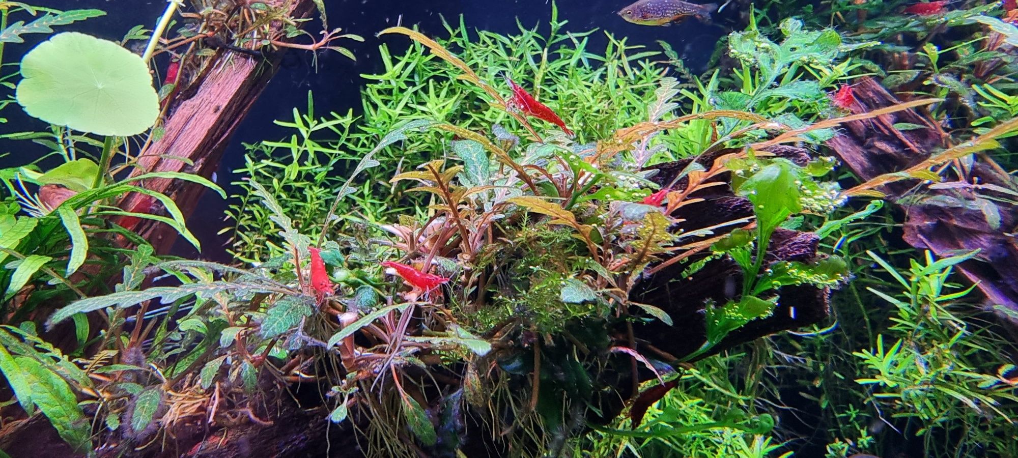 Krewetki Neocaridina Sakura Red