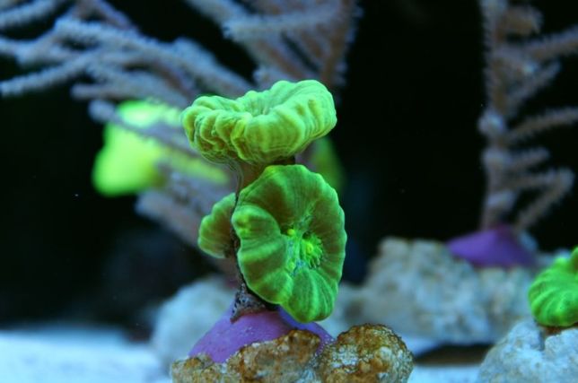 Caulastrea curvata ultra green, 3 polipy - koralowce akwaria morskie