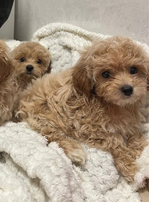 Śliczny Maltipoo