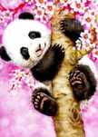Malowanie po Numerach Panda na Drzewie Obraz z Ramą