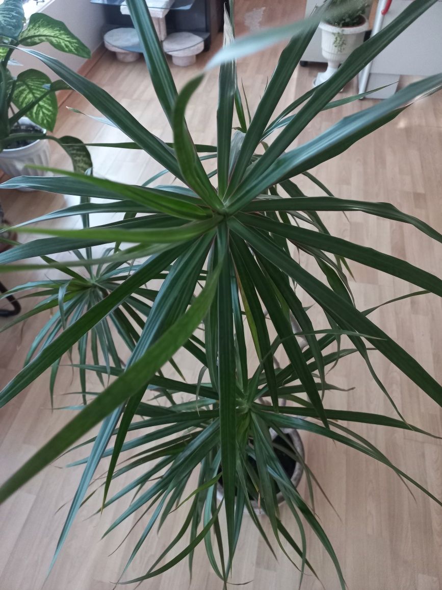Dracena Marginata com vaso incluído