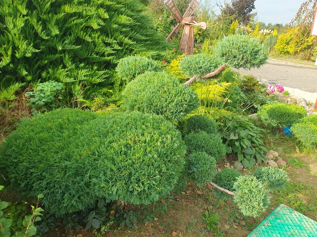 Bonsai bonzai sadzonka bonsai wycięta z jałowca