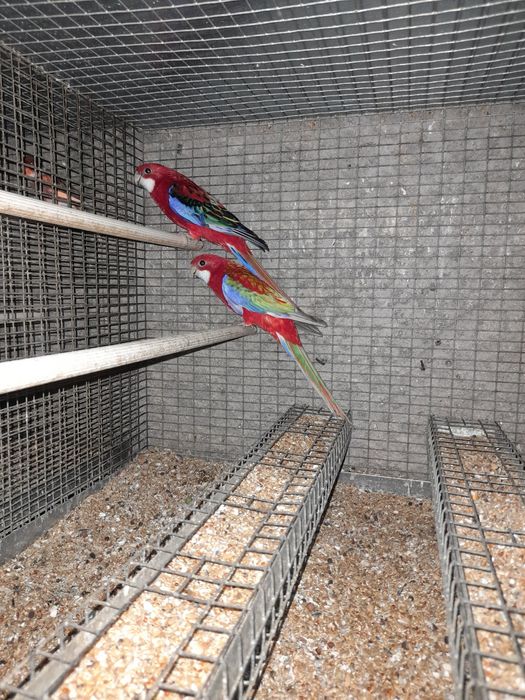 Roselas machos eximius