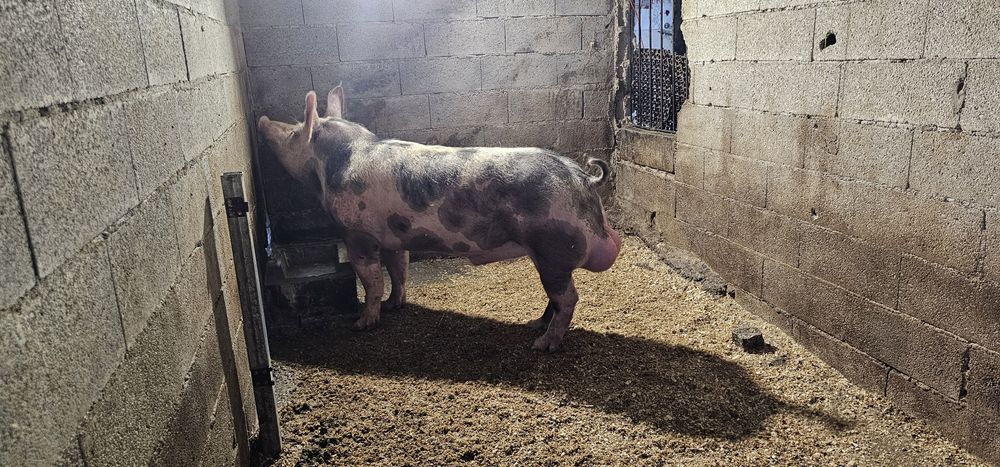 Porco de cobriçao