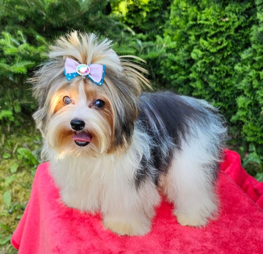 Wyjątkowy śliczny drobnej budo piesek Biewer Terrier