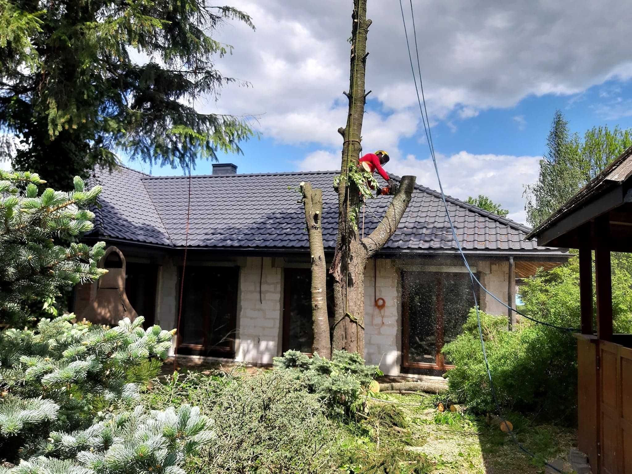 Wycinka drzew, mielenie gałęzi, przycinanie żywopłotów, usuwanie pni