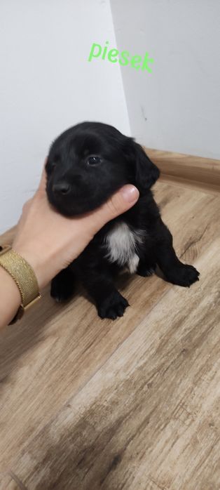 Oddam za darmo pieski