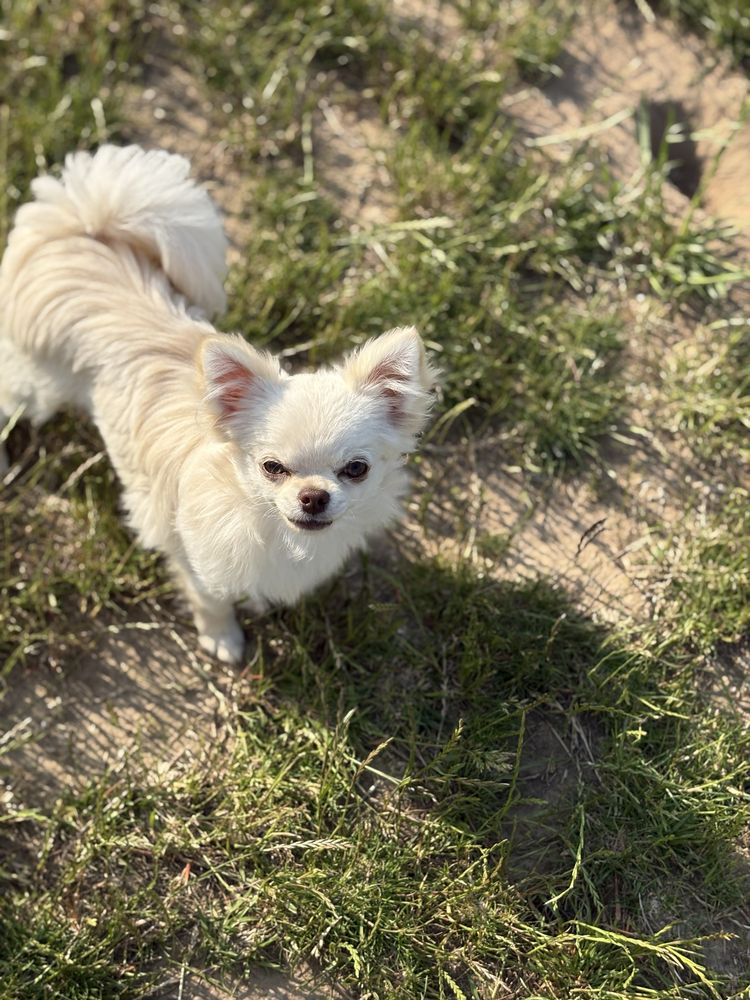 Chłopiec chihuahua FCI