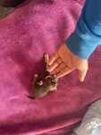 Chihuahua fêmea super miniatura