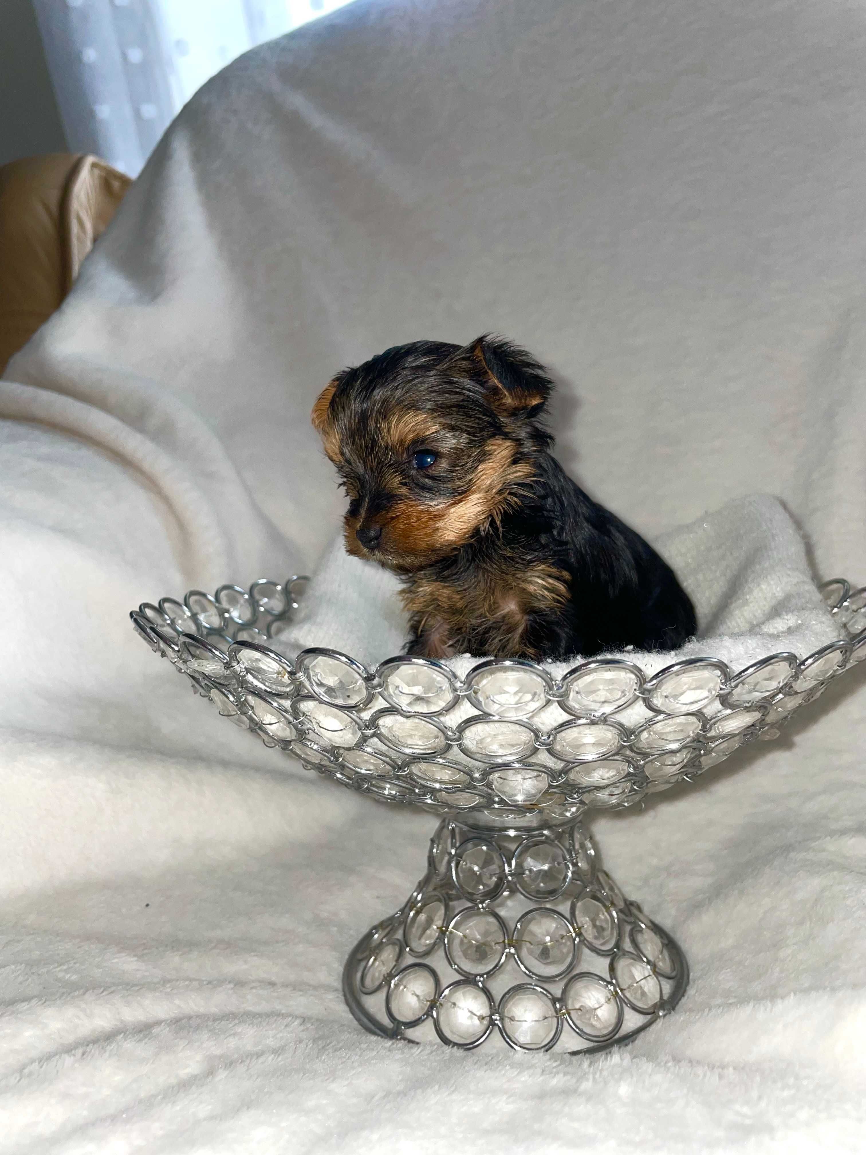 Malutka suczka Yorkshire Terrier