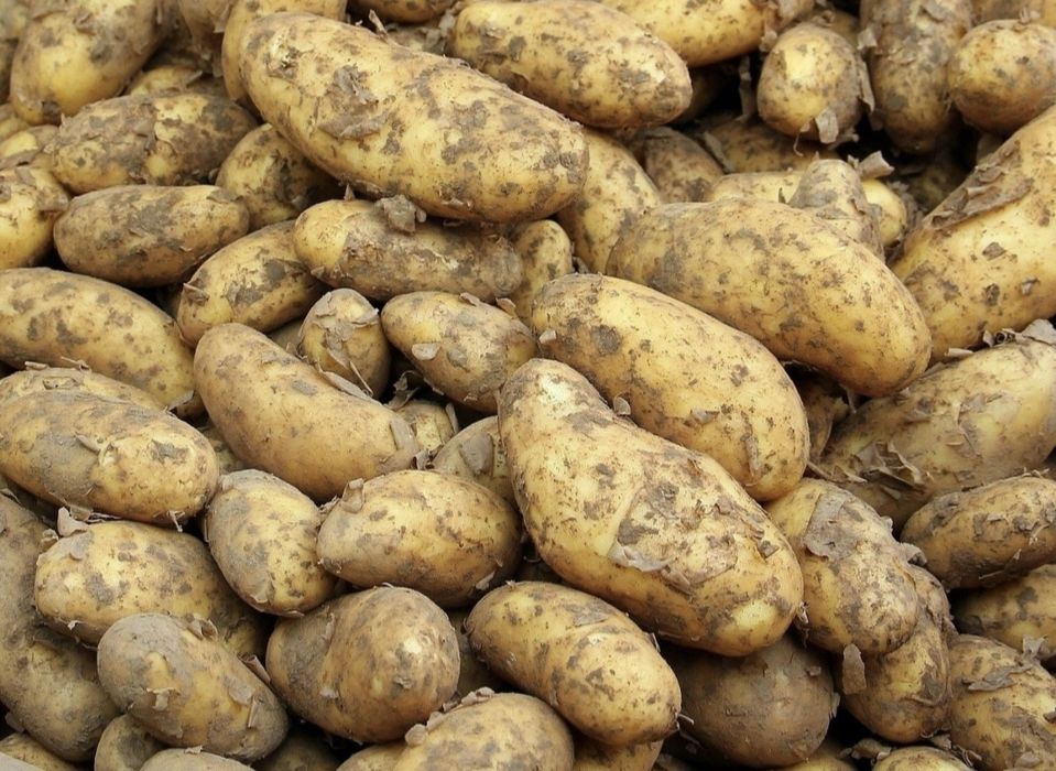 Ziemniaki jadalne 2zl / kg
