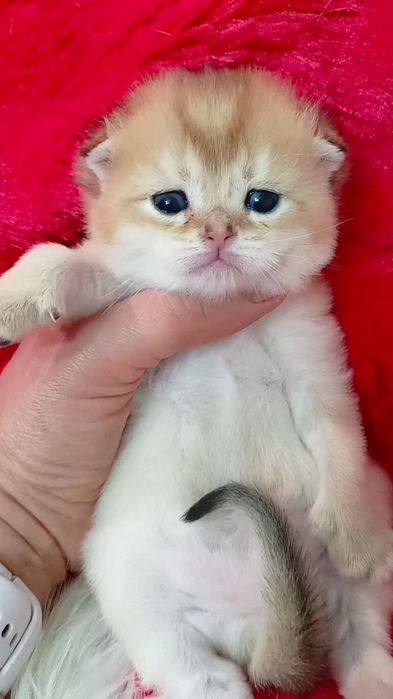 Три вислоухие девочки золотые. Шотландские