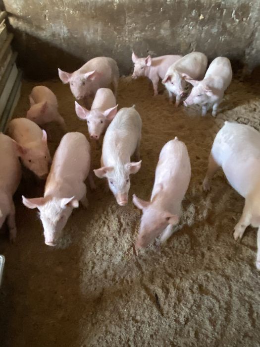 Поросята( 3 породний гібрид) з під ф1 . Та первістки Ф1