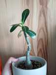 Adenium  Elektronika