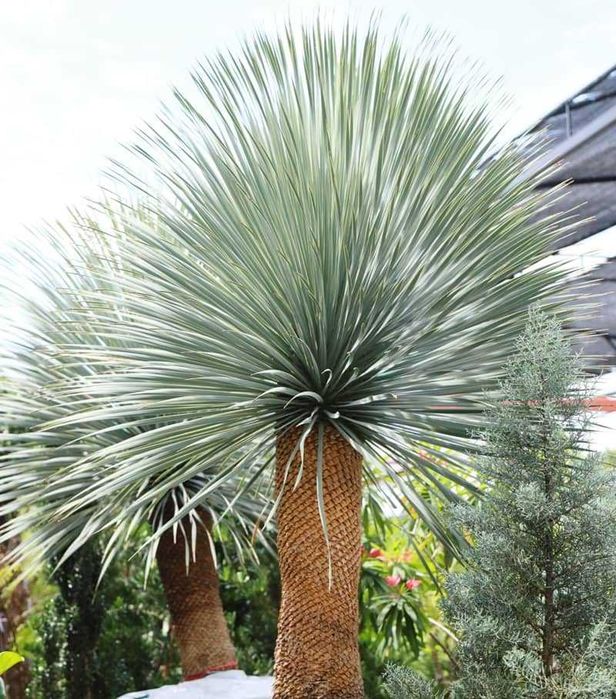 Juka rostrata / Yucca rostrata / ~155cm mrozoodporna!