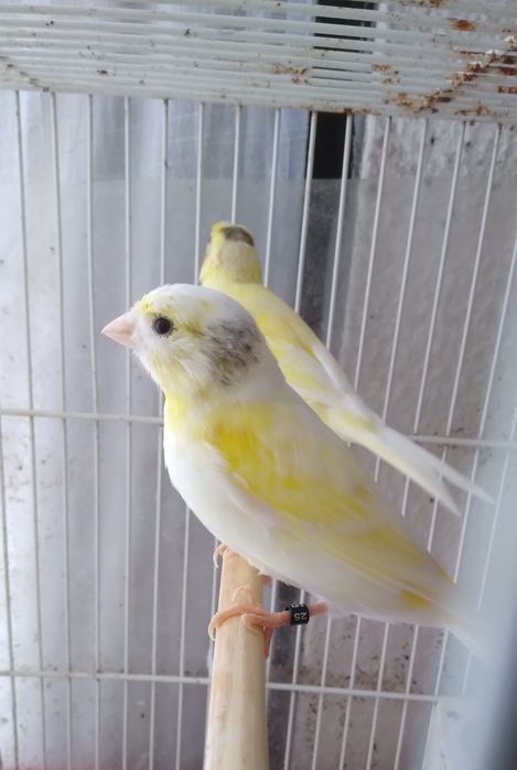 Canárias  Timbrados espanhol