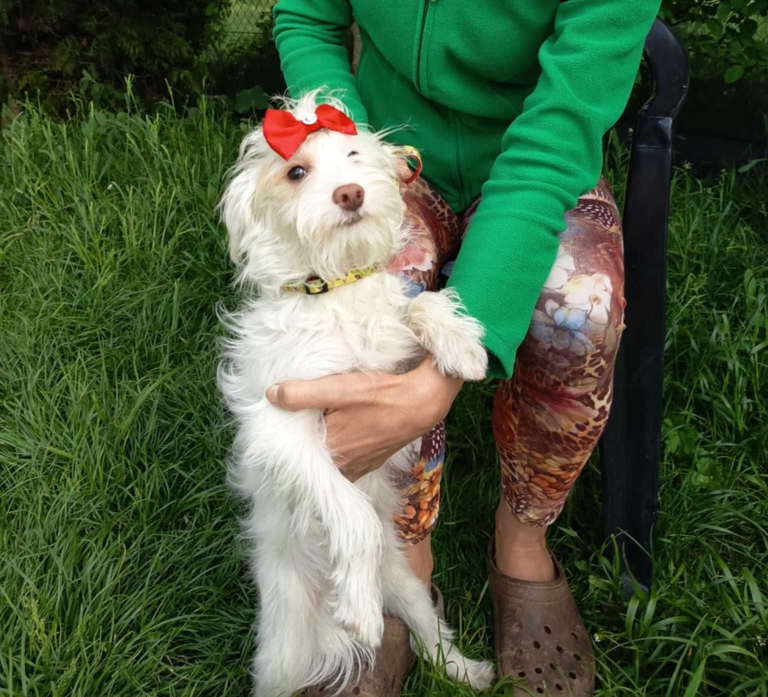 maltipoo, piesek o cudownym charakterze