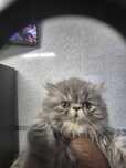 Persa femea  tabby