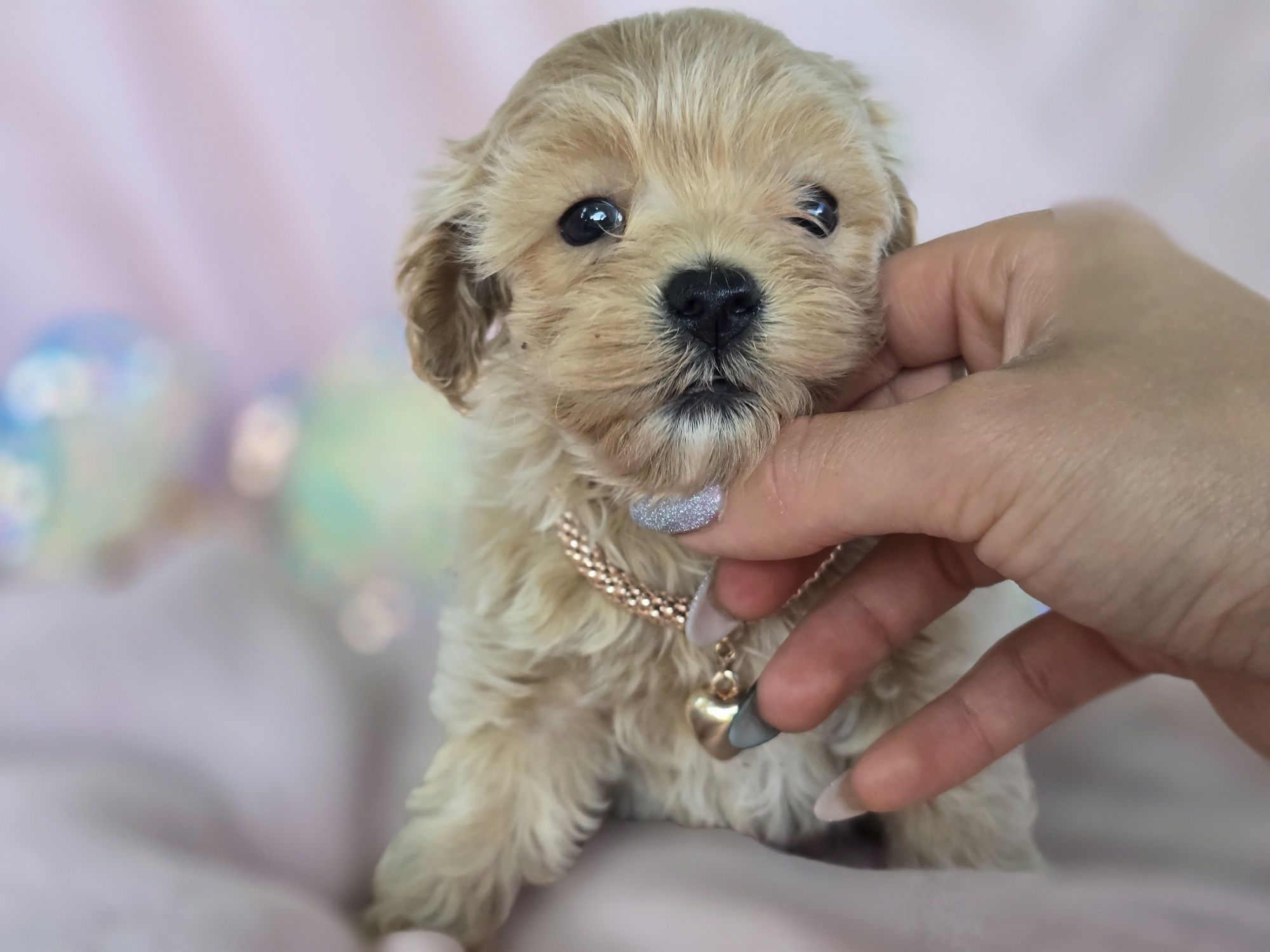 Maltipoo suczka hybryda pudel toy maltanczyk