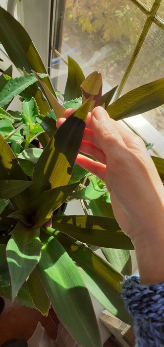 Каланхоэ Дагремона и традесканция Рео