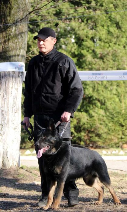 Цуценята німецької вівчарки Ксу, щенки немецкой овчарки