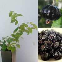 vendo planta de pitanga preta